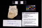Foto (Objekt + Etikett) von Munidopsidae indet.  (NHMW-GEO-2017-0089-0024)